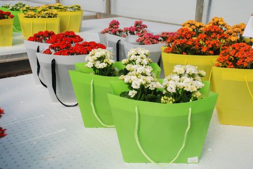 Kalanchoe plant with red flowers, Kalanchoe blossfeldiana, potted Kalanchoe