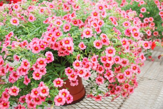 Petunia ,Petunias in the tray,Petunia in the pot, Mixed color petunia, pink and red shade 