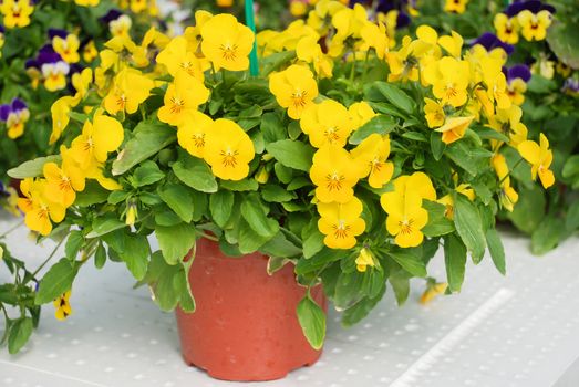 Yellow Flower Pansies closeup of colorful pansy flower, pot plant.