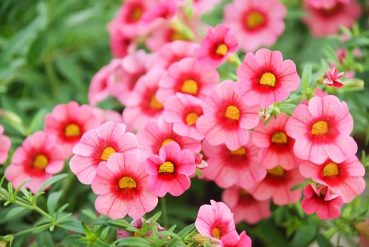 Petunia ,Petunias in the tray,Petunia in the pot, Mixed color petunia, pink and red shade 