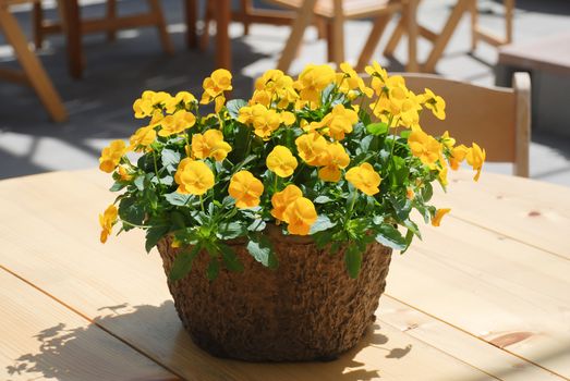 Yellow Pansies closeup of colorful pansy flower, potted plant.