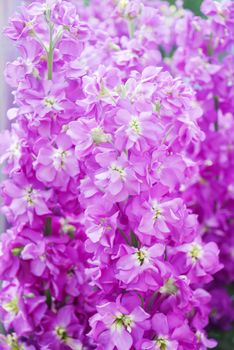 Matthiola incana flower, stock flowers, cut flowers in nursery, full bloom. Purple matthiola