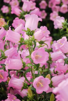 Pink Campanula flowers. Macro of flowers Campanula Portenschlagiana