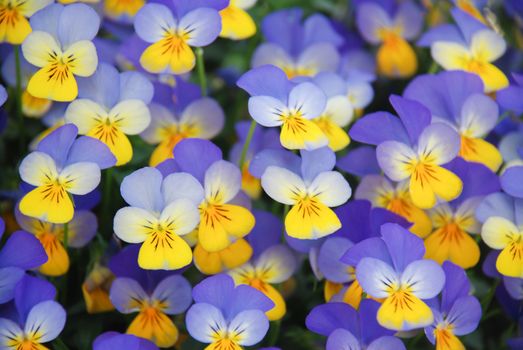 Yellow and Blue Flower Pansies closeup of colorful pansy flower, pot plant.