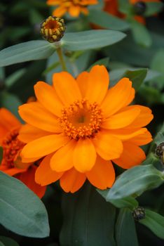 Mini Zinnia growing in a pot with a shallow focus, dwarf zinnia flowers