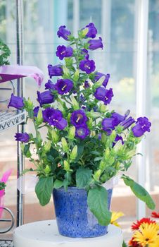 Purple Campanula flowers. Macro of flowers Campanula Portenschlagiana in blue potted.