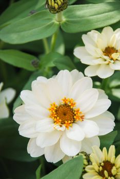 Mini Zinnia growing in a pot with a shallow focus, dwarf zinnia flowers