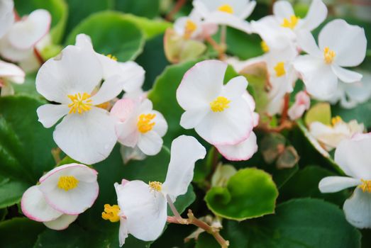 White Begonias,semperflorens begonias in the garden, potted begonia