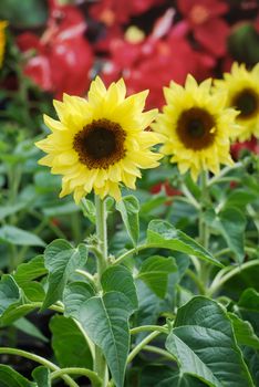 Helianthus annuus, small and potted sunflowers. dwarf helianthus, small flower size