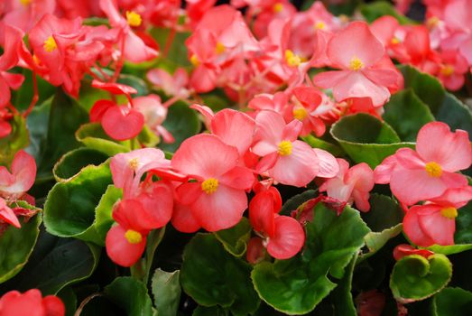 Red Begonias,semperflorens begonias,in the garden, potted begonia