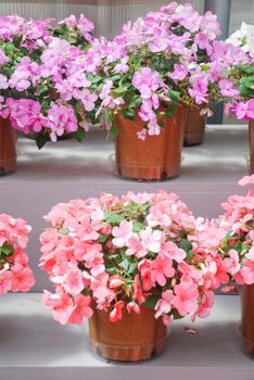 pink and purple impatiens in potted, scientific name Impatiens walleriana flowers also called Balsam, flowerbed of blossoms in pink and purple