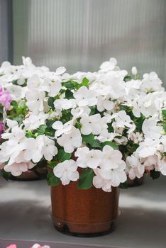 white impatiens in potted, scientific name Impatiens walleriana flowers also called Balsam, flowerbed of blossoms in white