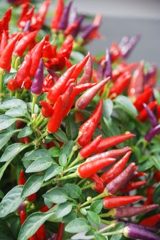 Ornamental pepper (dwarf pepper, Capsicum annuum), potted pepper ornament