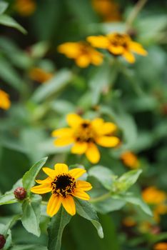 Mini Zinnia growing in a pot with a shallow focus, dwarf zinnia flowers