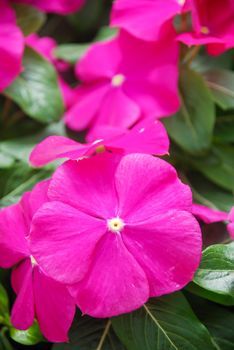 foliage vinca flowers, rose vinca flowers (madagascar periwinkle), potted vinca