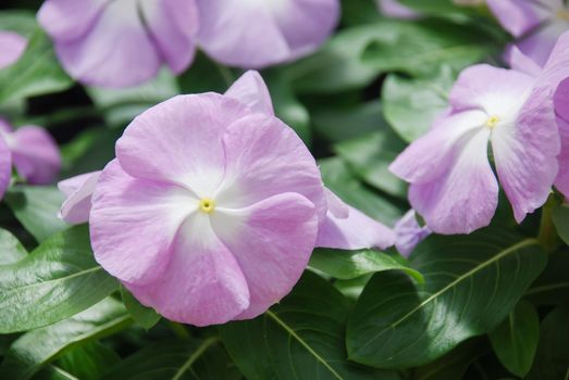 foliage vinca flowers, purple lavender vinca flowers (madagascar periwinkle), potted vinca