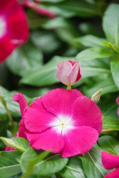 foliage vinca flowers, rose vinca flowers (madagascar periwinkle), potted vinca