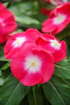 foliage vinca flowers, red with eyes vinca flowers (madagascar periwinkle), potted vinca