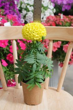 Marigolds Yellow Color (Tagetes erecta, Mexican marigold, Aztec marigold, African marigold), marigold pot plant  