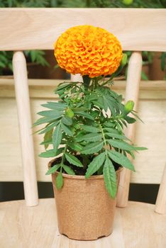 Marigolds Orange Color (Tagetes erecta, Mexican marigold, Aztec marigold, African marigold), marigold pot plant  