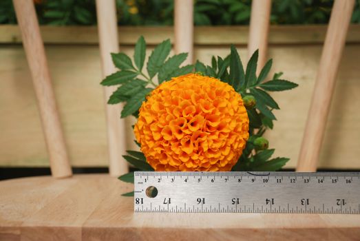 Marigolds Orange Color (Tagetes erecta, Mexican marigold, Aztec marigold, African marigold), marigold pot plant on wood chair and ruler for flower size 