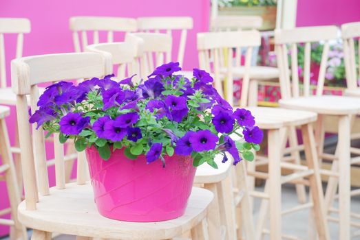 Petunia ,Petunias in the tray,Petunia in the pot, Purple petunia 