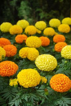 Marigolds Mixed Color (Tagetes erecta, Mexican marigold, Aztec marigold, African marigold), marigold pot plant  