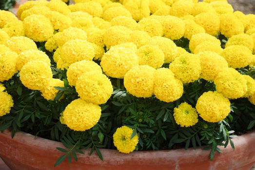 Marigolds Yellow Color (Tagetes erecta, Mexican marigold, Aztec marigold, African marigold), marigold pot plant  