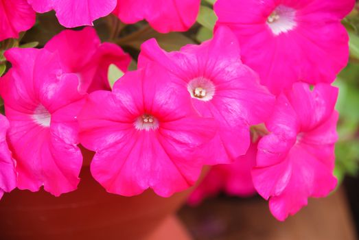 Petunia ,Petunias in the tray,Petunia in the pot, Rose pink petunia 