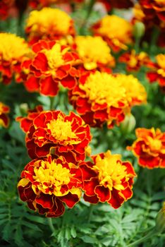 Tagetes patula french marigold in bloom, orange yellow flowers, green leaves, pot plant 