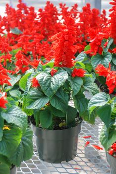 Red Salvia Splendens, Red flower plants in the black potted