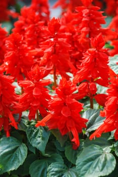 Red Salvia Splendens, Red flower pot plants in the black tray.