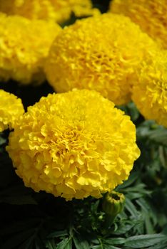 Marigolds Yellow Color (Tagetes erecta, Mexican marigold, Aztec marigold, African marigold), marigold pot plant  