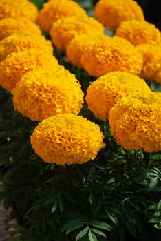 Marigolds Gold Color (Tagetes erecta, Mexican marigold, Aztec marigold, African marigold), marigold pot plant  