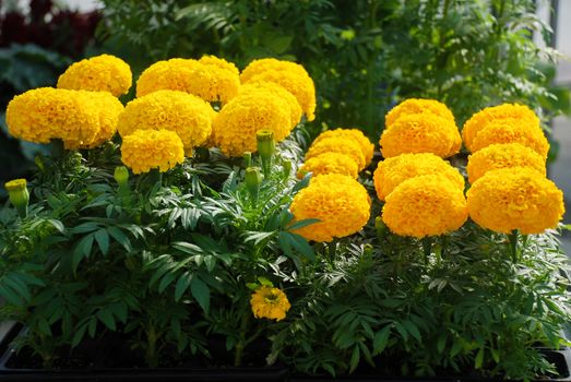 Marigolds Gold Color (Tagetes erecta, Mexican marigold, Aztec marigold, African marigold), marigold pot plant  