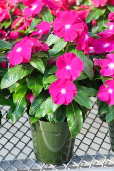 foliage vinca flowers, rose vinca flowers (madagascar periwinkle), potted vinca