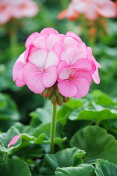 Pelargonium - Geranium Flowers showing their lovely petal Detail in the garden with a green background
