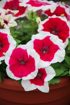 Petunia ,Petunias in the tray,Petunia in the pot, Rose halo petunia 