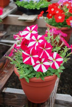 Petunia ,Petunias in the tray,Petunia in the pot, Rose star petunia 