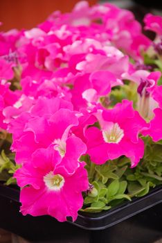 Petunia ,Petunias in the tray,Petunia in the pot, Rose pink petunia 