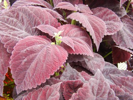 Purple leaves of the coleus plant, Plectranthus scutellarioides