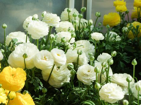 White and Yellow Rananculus flora. A blossomed flower with detailed petals shot, potted plant 