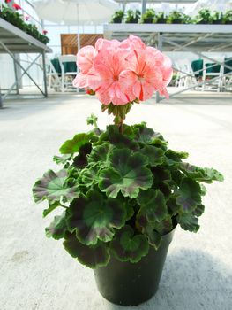 Pelargonium - Geranium Flowers showing their lovely petal Detail in the garden, potted plant 