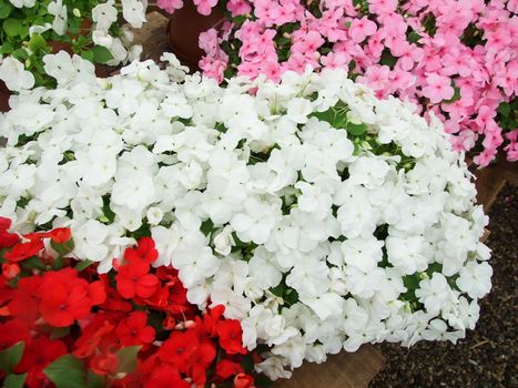 pink, red, white impatiens, scientific name Impatiens walleriana flowers also called Balsam, flowerbed of blossoms in pink