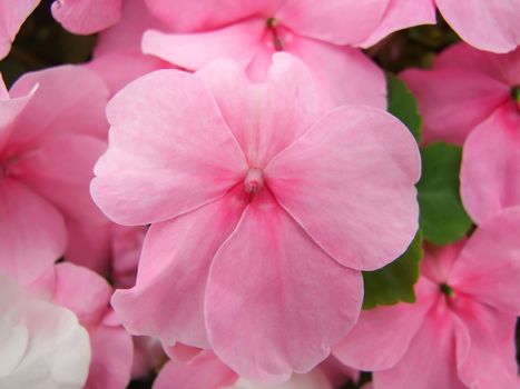 pink impatiens, scientific name Impatiens walleriana flowers also called Balsam, flowerbed of blossoms in pink