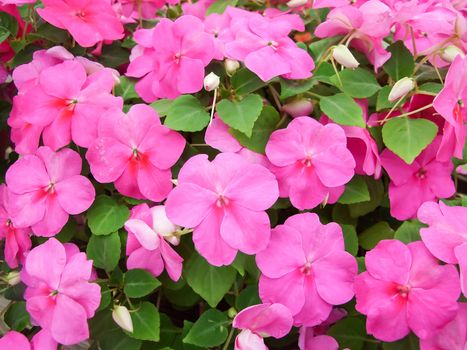 pink impatiens, scientific name Impatiens walleriana flowers also called Balsam, flowerbed of blossoms in pink