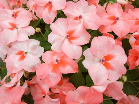 salmon pink impatiens, scientific name Impatiens walleriana flowers also called Balsam, flowerbed of blossoms in pink
