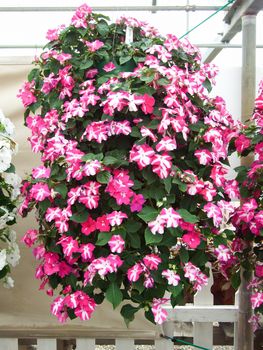 pink impatiens, scientific name Impatiens walleriana flowers also called Balsam, flowerbed of blossoms in pink, hanging flowers