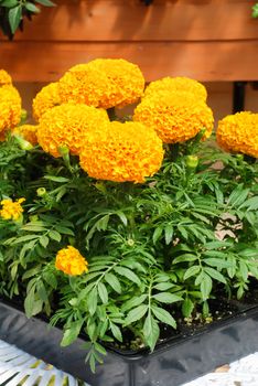 Marigolds Orange Color (Tagetes erecta, Mexican marigold, Aztec marigold, African marigold), marigold pot plant  