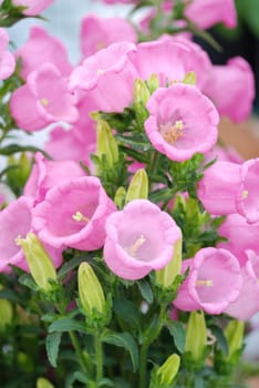 Pink Campanula flowers. Macro of flowers Campanula Portenschlagiana